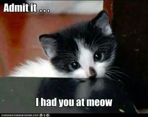 5b4d8a197b9ba_Catmeow.jpg.b5268c92f583cbb0a9a81e90d117c915.jpg