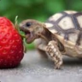 AussieTurtle