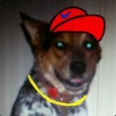 CanisCanine
