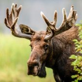 Moose