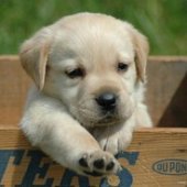 Bloo