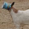 Goat can