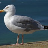 Walthazarbobalthazar